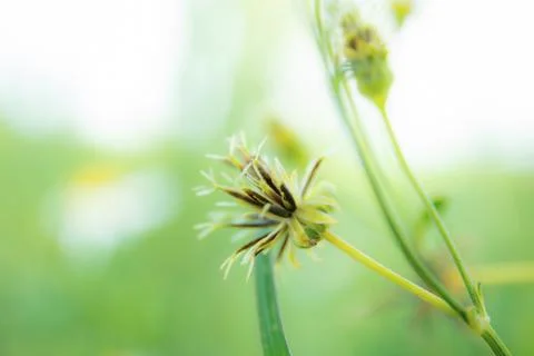 Dried flowers on tree. Stock Photos
