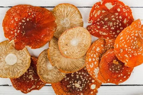 Dried fly agaric on a white background. Stock Photos