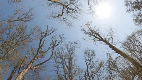 Dried forest bottom view. Dry summer, climate change. Video stock 157007579