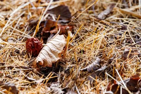 Dried Fruit and Pale Leaf on Golden Straw Stock Photos