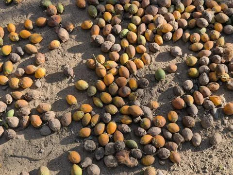 Dried fruit on sandy ground surface. Stock Photos
