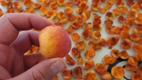 Dried fruit in the sun, drying process for storing fruits for a long time, ap Stock Footage 205028471