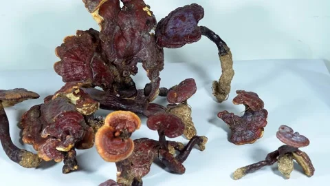 Dried Ganoderma lucidum, Chinese herbal medicine 스톡 동영상 153483103
