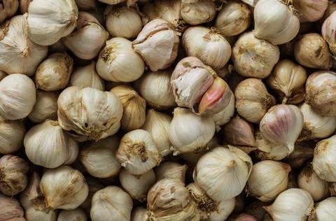 Dried garlic with background. Stock Photos