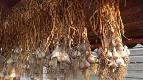 Dried garlic bundles Stock-Footage 247959693