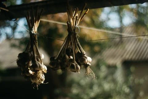Dried garlic Garlic is drying in the yard Stock Photos