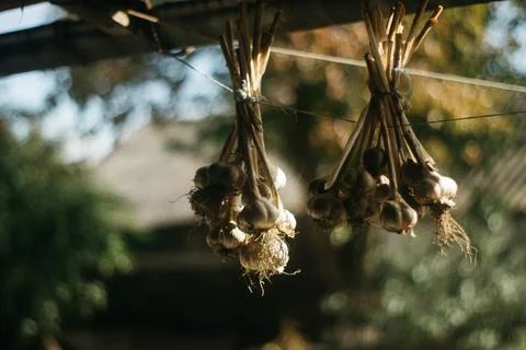 Dried garlic Garlic is drying in the yard Stock Photos