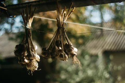 Dried garlic Garlic is drying in the yard Stock Photos