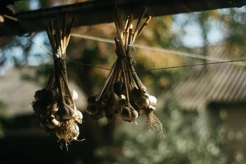 Dried garlic Garlic is drying in the yard Stock Photos