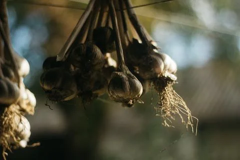 Dried garlic Garlic is drying in the yard Stock Photos