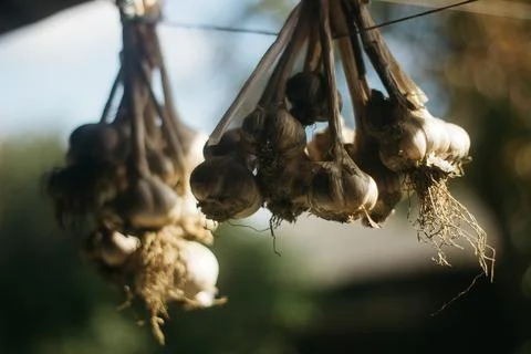 Dried garlic Garlic is drying in the yard Stock Photos