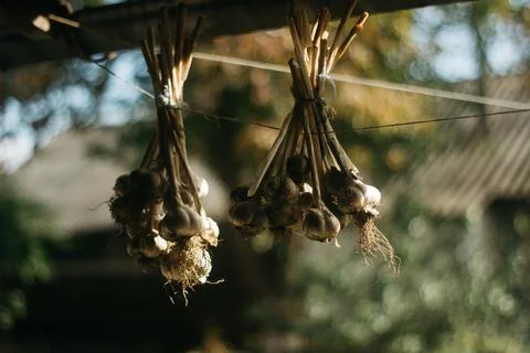 Dried garlic Garlic is drying in the yard Stock Photos