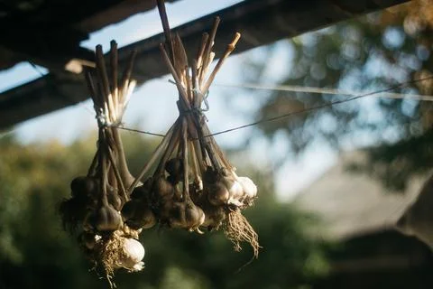 Dried garlic Garlic is drying in the yard Stock Photos