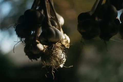 Dried garlic Garlic is drying in the yard Stock Photos