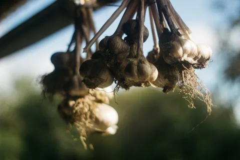 Dried garlic Garlic is drying in the yard Stock Photos