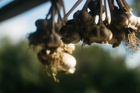 Dried garlic Garlic is drying in the yard Stock Photos