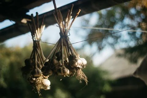 Dried garlic Garlic is drying in the yard Stock Photos