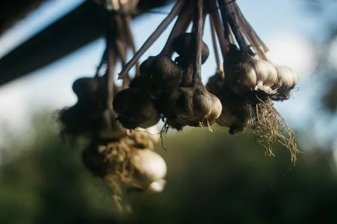 Dried garlic Garlic is drying in the yard Stock Photos