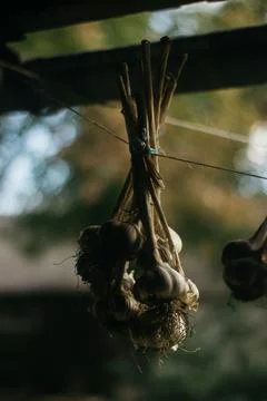 Dried garlic Garlic is drying in the yard Stock Photos