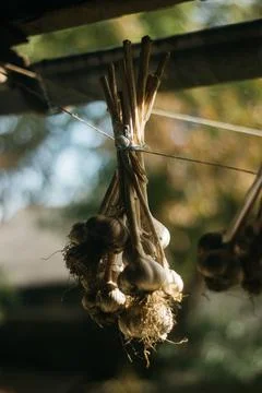 Dried garlic Garlic is drying in the yard Stock Photos