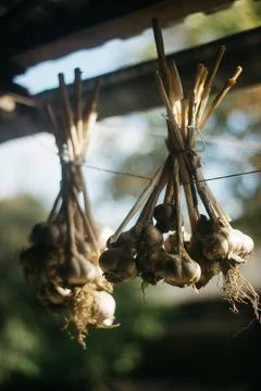 Dried garlic Garlic is drying in the yard Stock Photos