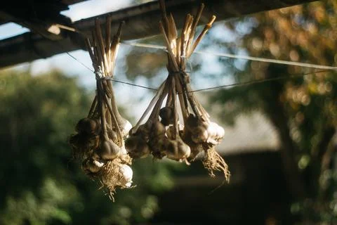 Dried garlic Garlic is drying in the yard Stock Photos