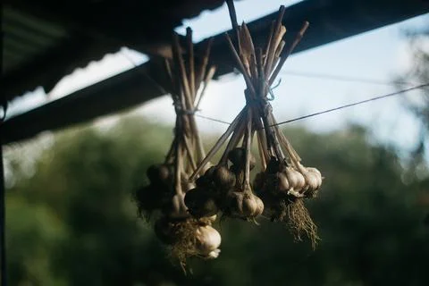 Dried garlic Garlic is drying in the yard Stock Photos