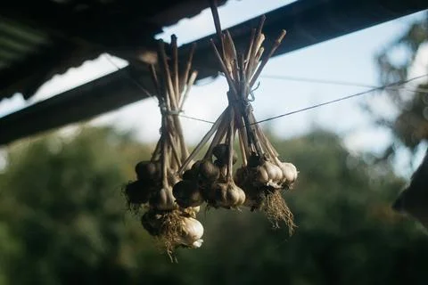 Dried garlic Garlic is drying in the yard Stock Photos