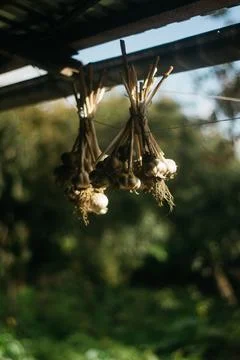 Dried garlic Garlic is drying in the yard Stock Photos