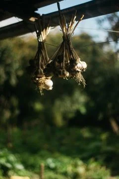 Dried garlic Garlic is drying in the yard Stock Photos