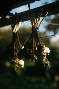 Dried garlic Garlic is drying in the yard Stock Photos