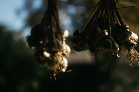 Dried garlic Garlic is drying in the yard Stock Photos
