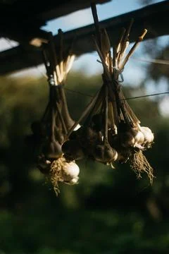 Dried garlic Garlic is drying in the yard Stock Photos