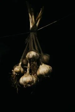 Dried garlic Garlic is drying in the yard Stock Photos