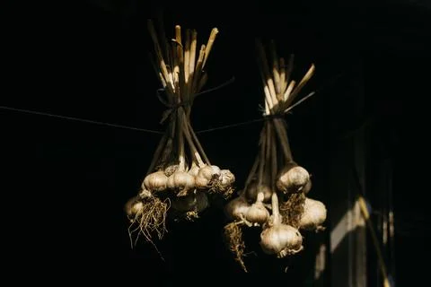 Dried garlic Garlic is drying in the yard Stock Photos