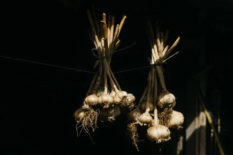 Dried garlic Garlic is drying in the yard Stock Photos