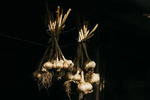Dried garlic Garlic is drying in the yard Stock Photos