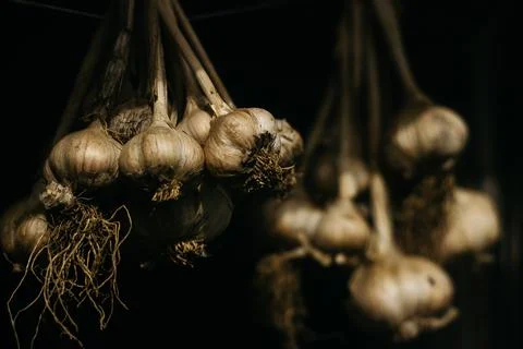 Dried garlic Garlic is drying in the yard Stock Photos