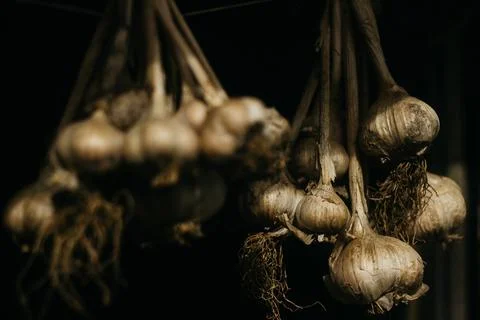 Dried garlic Garlic is drying in the yard Stock Photos