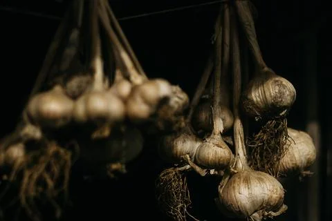 Dried garlic Garlic is drying in the yard Stock Photos