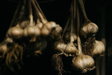 Dried garlic Garlic is drying in the yard Stock Photos