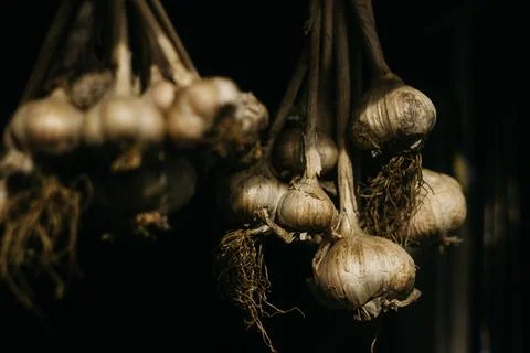 Dried garlic Garlic is drying in the yard Stock Photos
