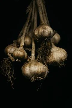 Dried garlic Garlic is drying in the yard Stock Photos