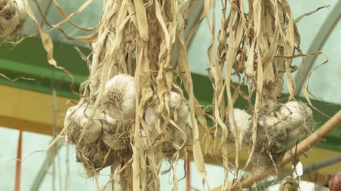 Dried garlic Hanging Stock Footage 77838483