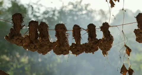 Dried garlic harvesting process rural farm natural setting close-up culinary art Stock Footage 332560342