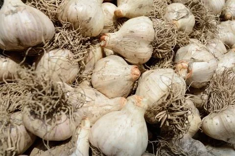 Dried garlic Stock Photos