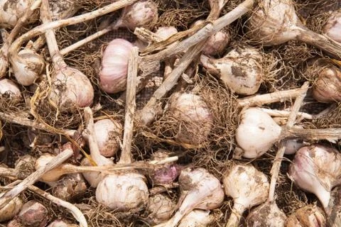 Dried garlic Stock Photos