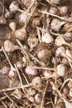 Dried garlic Stock Photos