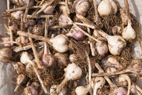 Dried garlic Foto stock