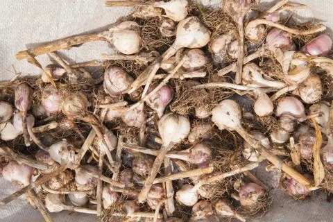 Dried garlic Stock Photos